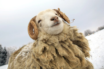 Funny young ram. Skudde sheep on winter farm.