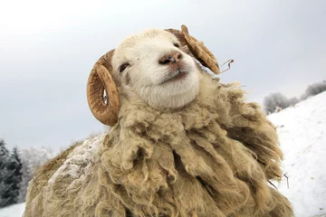 Poster de jardin Moutons Jeune bélier drôle. Moutons Skudde à la ferme d& 39 hiver.