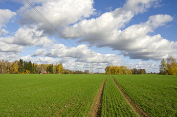 autumn farm field with green cereal crop and tractor traces