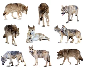 Cercles muraux Loup Ensemble de loups gris. Isolé sur blanc