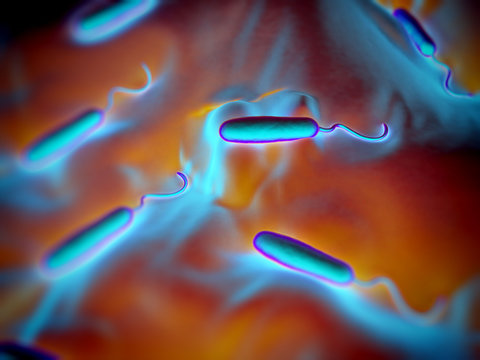 These Gram-negative Rod-shaped Bacteria Have A Single Polar Flag