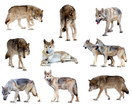 Set of gray wolves. Isolated  over white