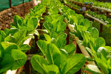 Organic Vegetable Plantation
