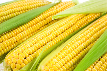 Corn with leaves