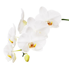 Obraz na płótnie Canvas Biała orchidea na białym tle.