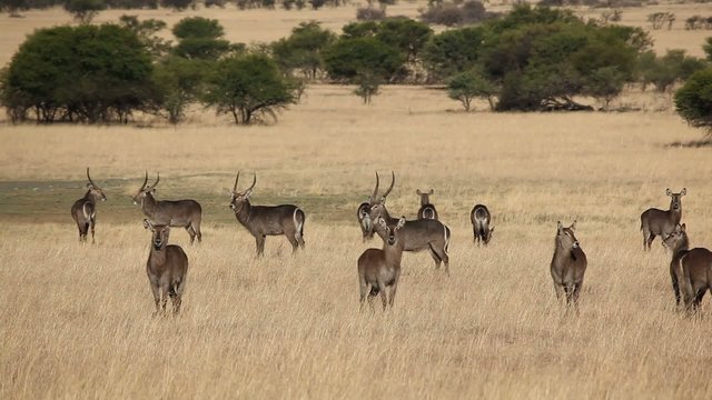 Herd of waterbuck  in open grassland, South Africa