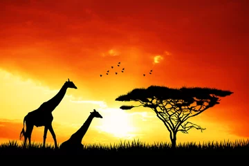 Sheer curtains orange glow giraffe in African landscape