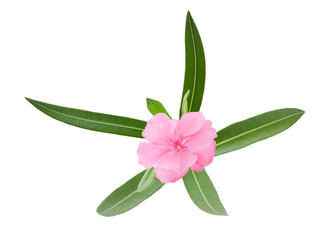 Oleander branch