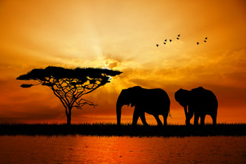 Naklejka na ściany i meble elephant silhouette at sunset