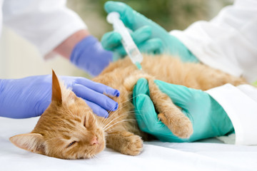 veterinary giving the vaccine to the little cat