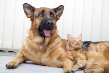 German Shepherd Dog and cat together cat and dog together lying