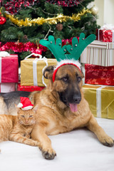 two best friends dog and cat in Christmas night
