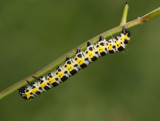 Striped black-yellow caterpillar