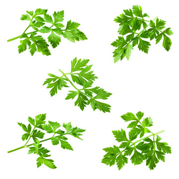 Collection of parsley isolated on white