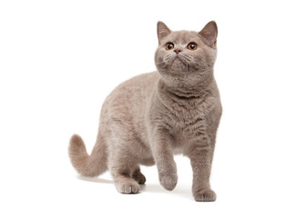 Fototapeta premium Young british kitten on white background