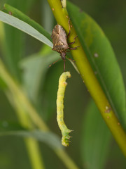 Predatory bug with production