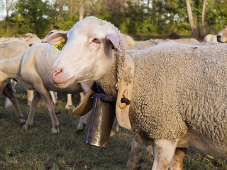 Mouton avec cloche