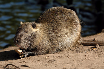 Nutria - Biberratte mit Brot