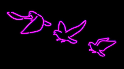 Obraz na płótnie Canvas nero light pigeon
