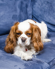 Spaniel dog lying on couch