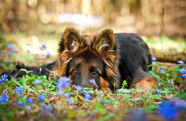 German shepherd puppy lying in flowers in the wood © Rita Kochmarjova