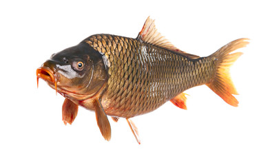 carp fish isolated