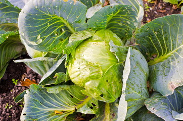 Harvested fresh cabbage in the fall.