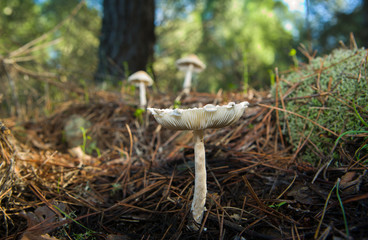 Mushroom trio
