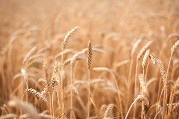 Golden wheat