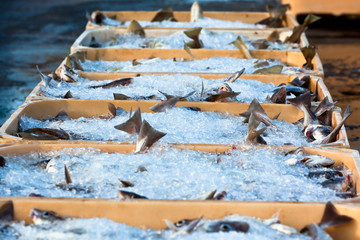 Catch of the day - Fresh Fish in Shipping Containers