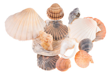 Muscheln isoliert