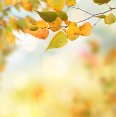 autumn leaves