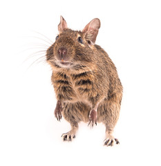 Degu isolated on white background