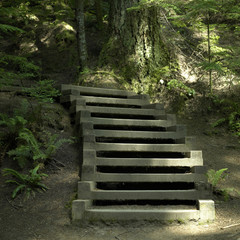 Stairs in the wood
