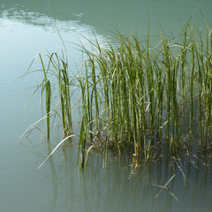 Obraz premium Grass in lake