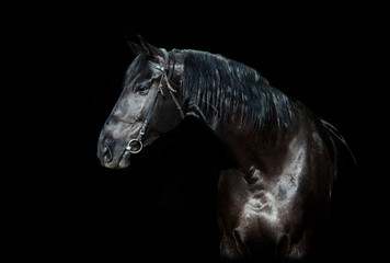 Plakat Black horse isolated on black background