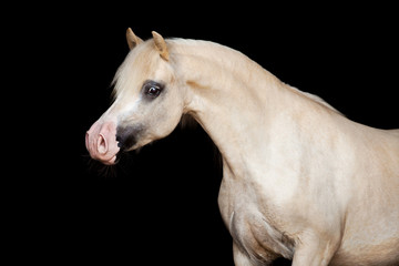 Fototapeta na wymiar Welsh pony isolated on black background
