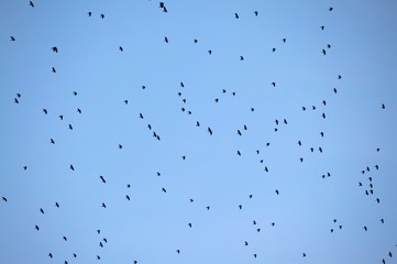 Birds Flying