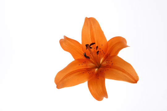 Fototapeta Flower on white background.