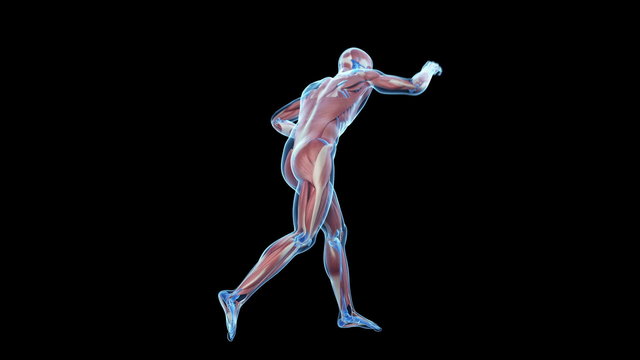 Animation showing the muscles of a boxer