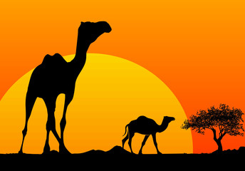 camel silhouette and african sunset
