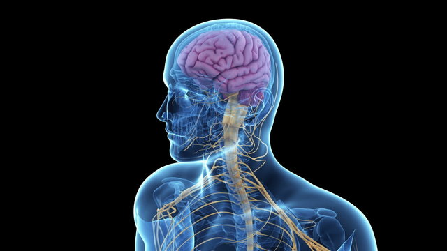 Rotational animaton of the brain and nerves