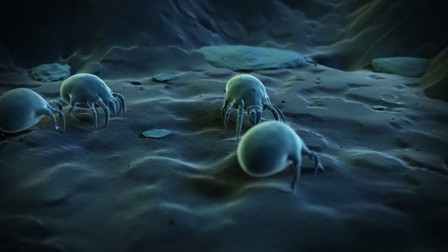 Animation showing some dust mites