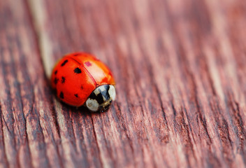 Ladybird on brown wood macro
