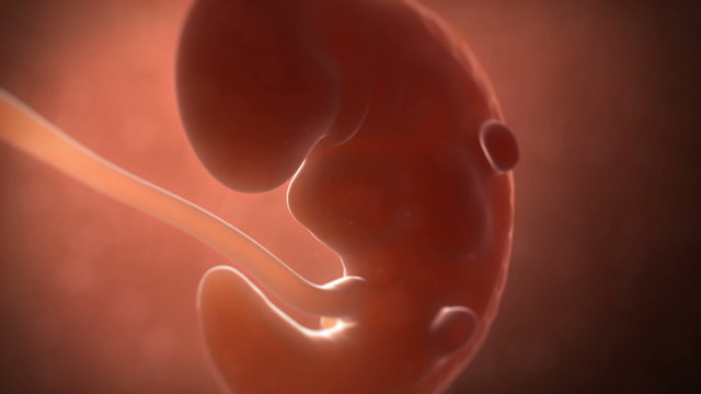 Animation showing a 4 week old embryo