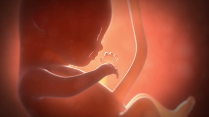 Animation showing a 4 month old fetus