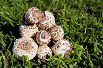 Pile Of Stacked Freshly Sprouted Mushrooms On Green Grass