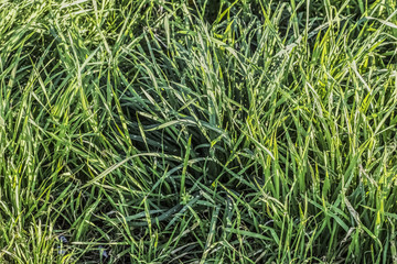 Obraz premium Blades Of Grass Imbued With Sunlight