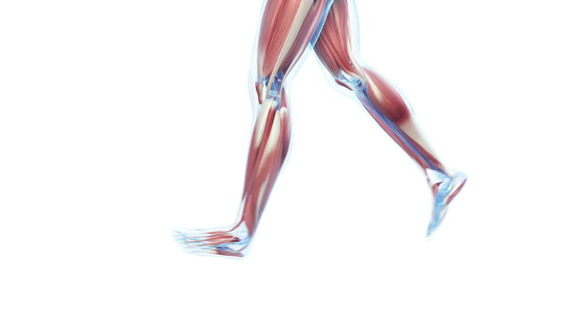 Transparent jogger animation - visible muscles