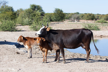 african cows